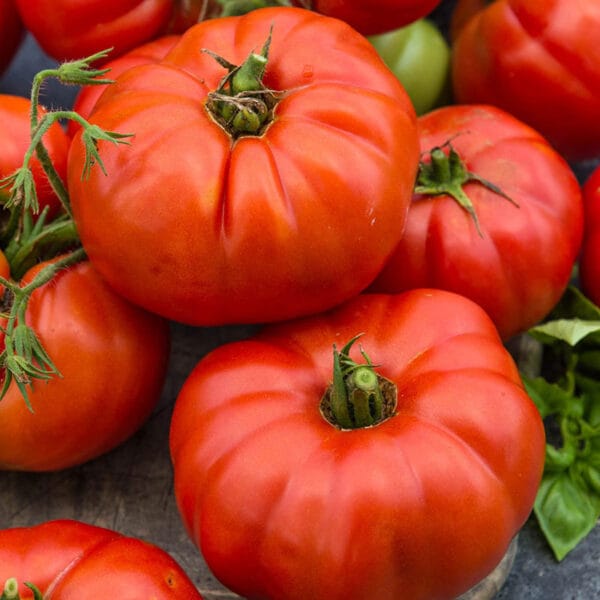 Beefsteak