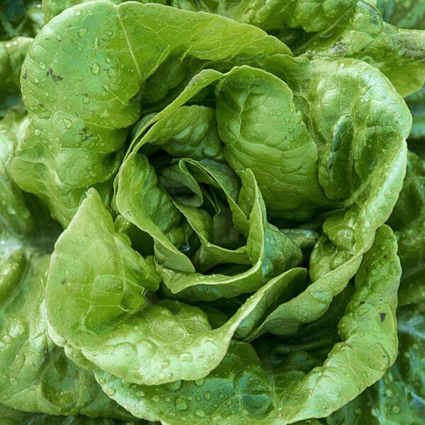 Buttercrunch