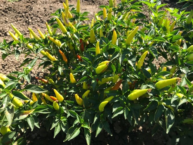 Super Chili