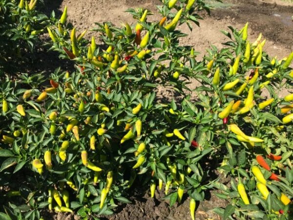 Super Chili - Image 2