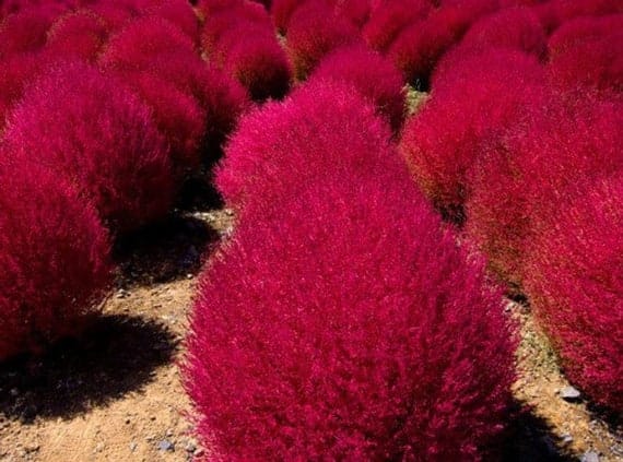 Burning Bush