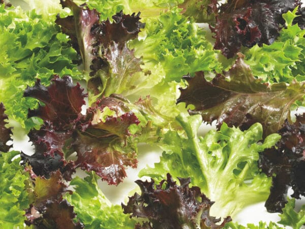 Eazyleaf Mix