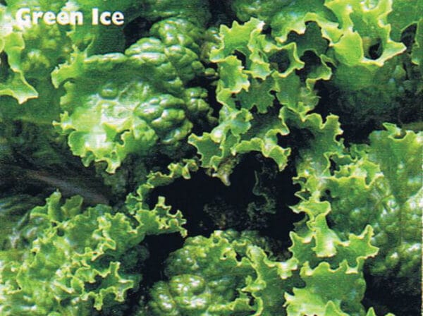 Green Ice
