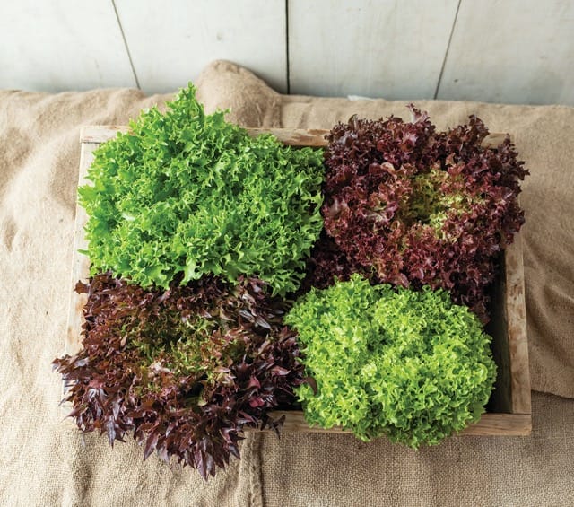 Salanova Mix