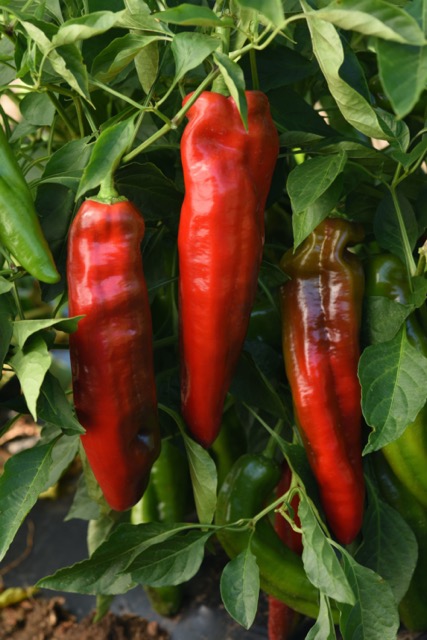 Peppigrande Red