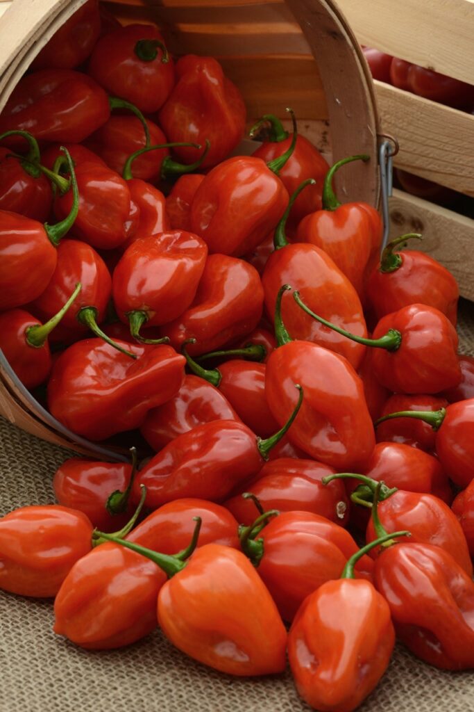 Primero Red