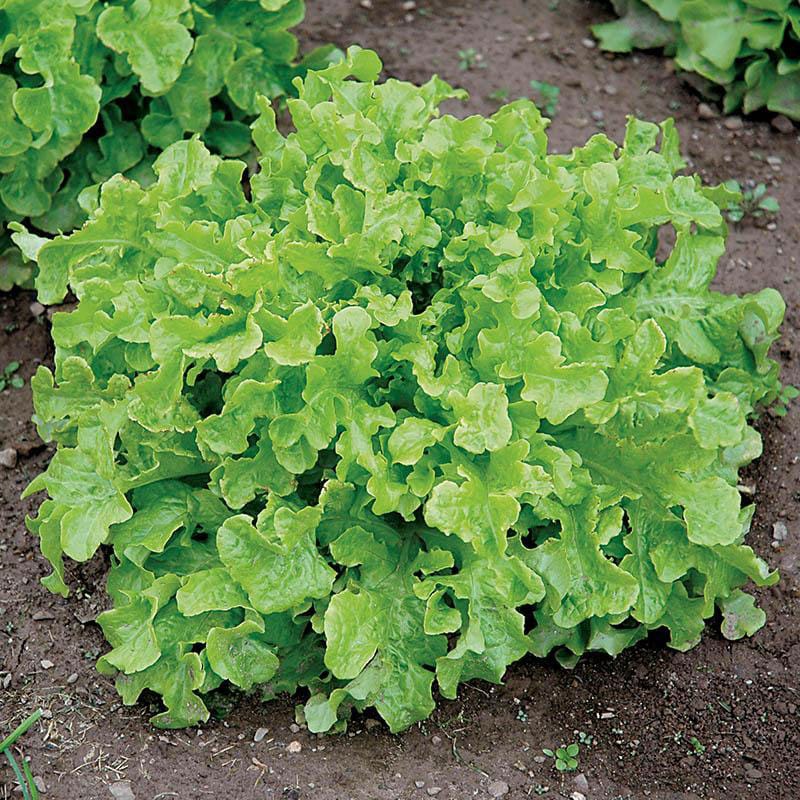 Salad Bowl