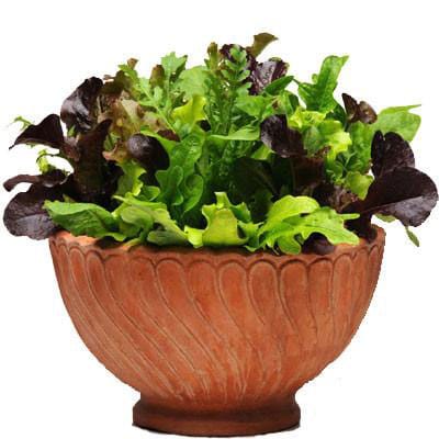 Simply Salad Alfresco Mix