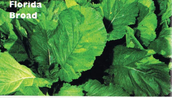 Florida Broadleaf