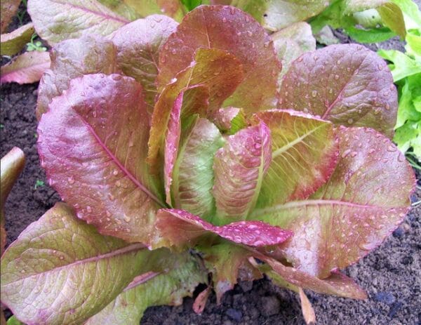 Rouge d'Hiver Romaine