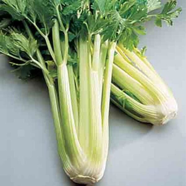 Golden Self Blanching