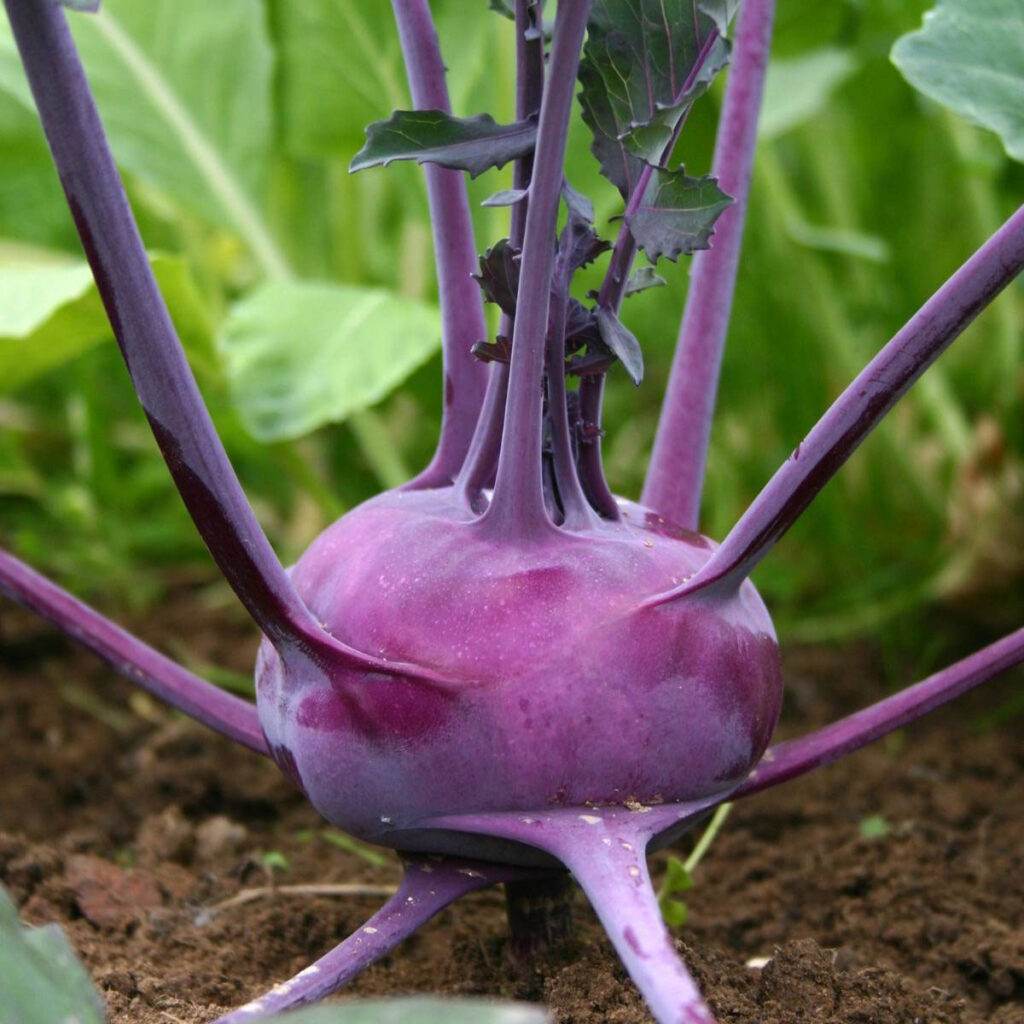 Purple Vienna