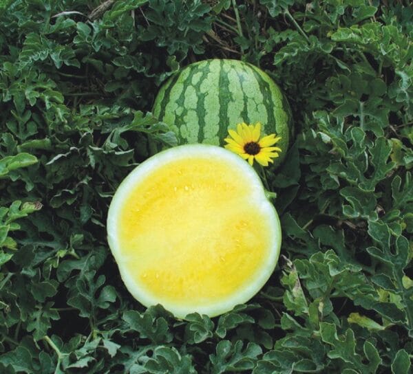 Yellow Buttercup - Image 2