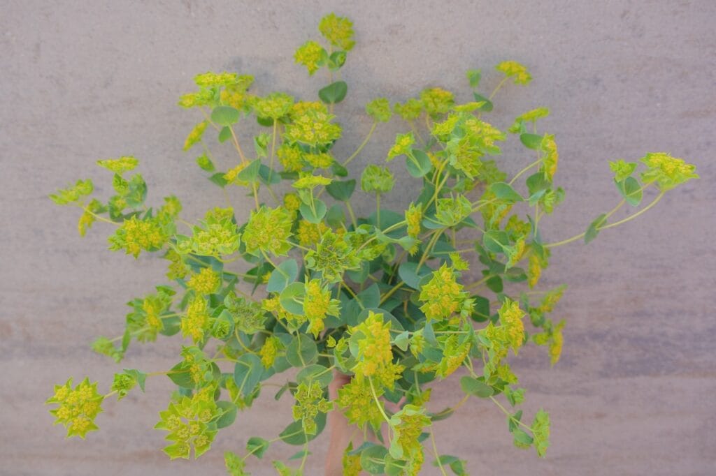 Green Gold