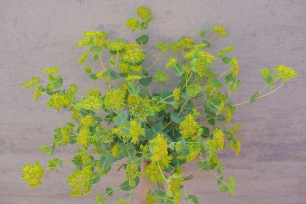 Green Gold