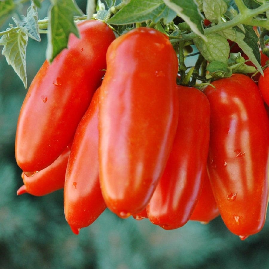 San Marzano