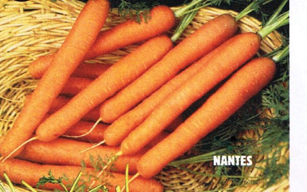 Nantes Scarlet