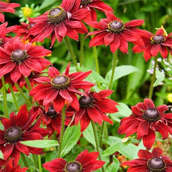 30 Rudbeckia 'Cherry Brandy' Seeds - Black-Eyed Susan - Perennial Flower Seeds For Outdoor Planting