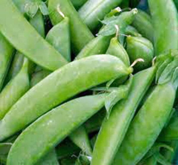 Sugar Snap Tendersweet