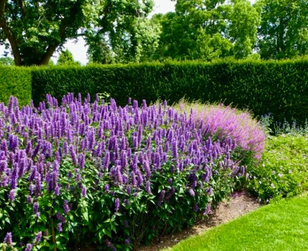 Agastache