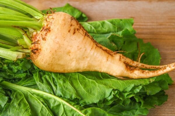 Sugar Beet