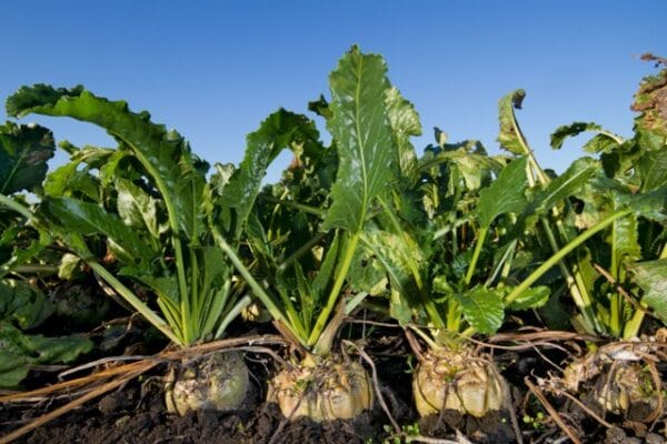 Sugar Beet - Image 2