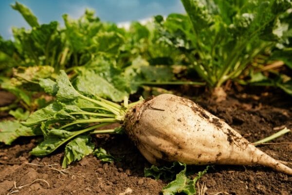 Sugar Beet - Image 3