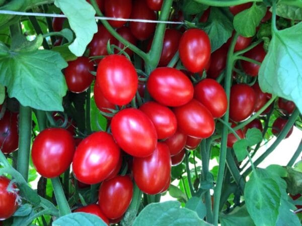 Ruby Crush - Image 2