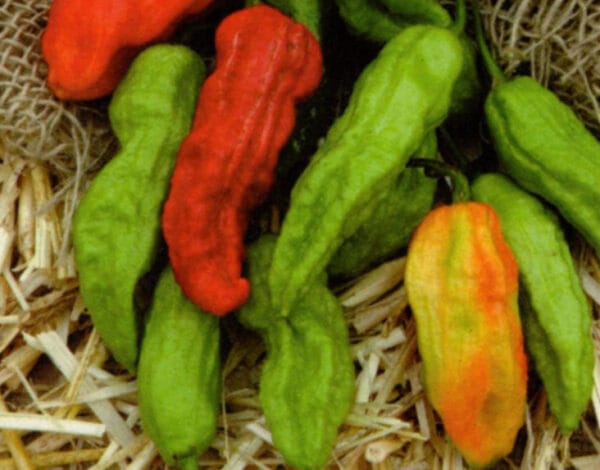 Ghost (Bhut Julokia) - Image 2