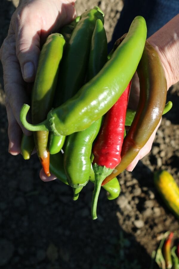 Garden Salsa