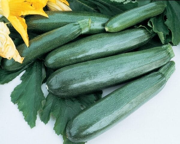 Zucchini Elite
