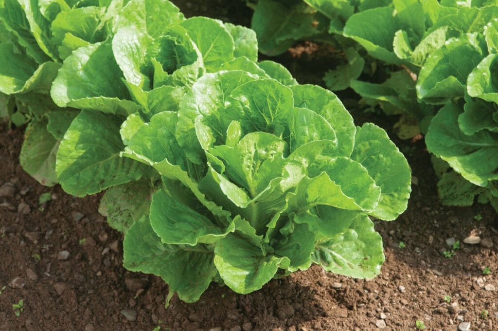 Paris Island Romaine