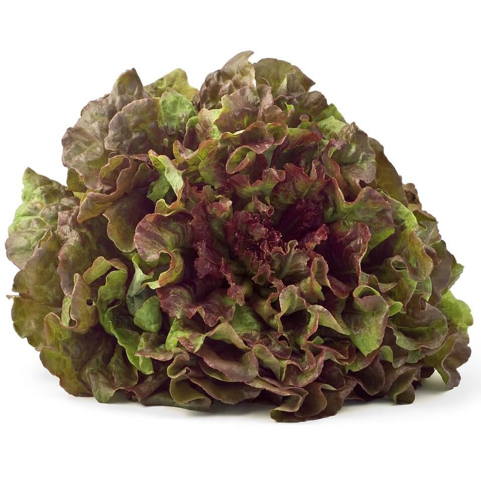 thumbnail image 2 of 3000 Prizehead Leaf Lettuce Seeds - High Germination, Partial Shade OK 2 of 4