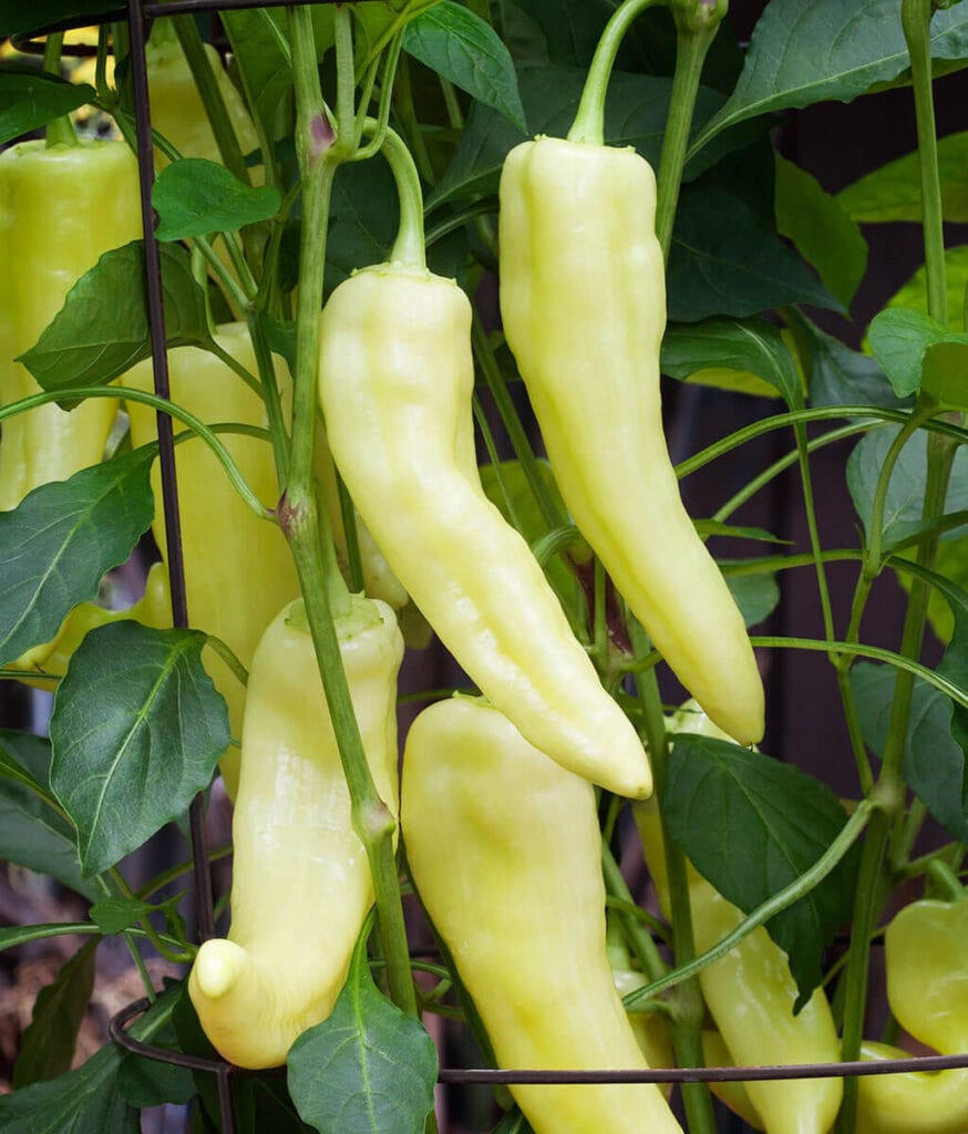 Sweet Banana