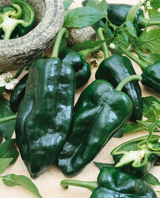 Poblano