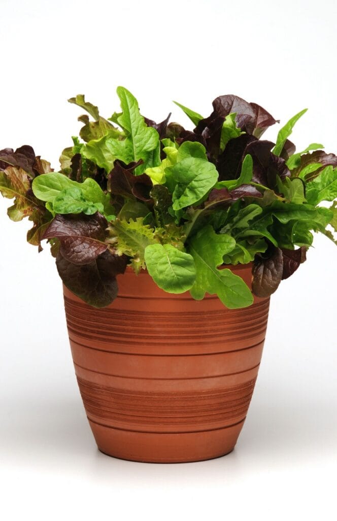 Simply Salad City Garden Mix