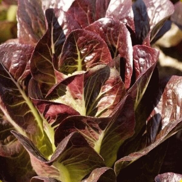 Red Romaine