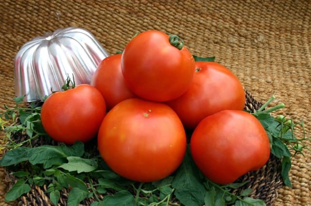 Primo Red