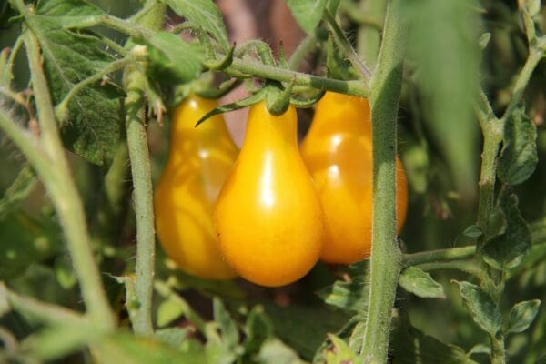 Yellow Pear - Image 2