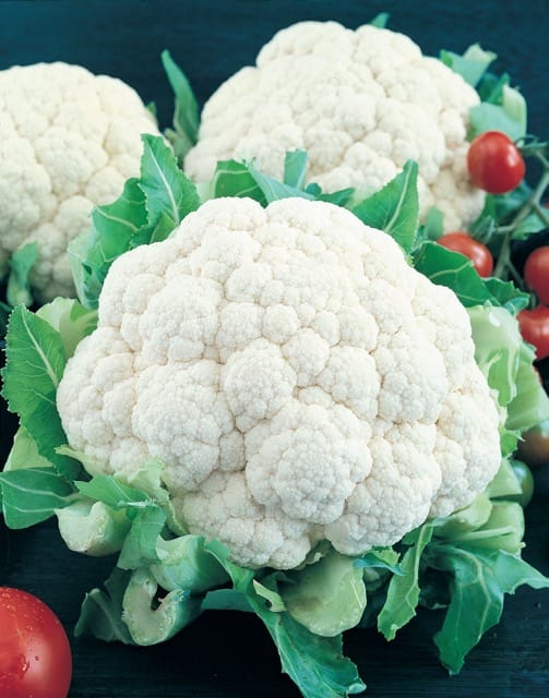 Snowball