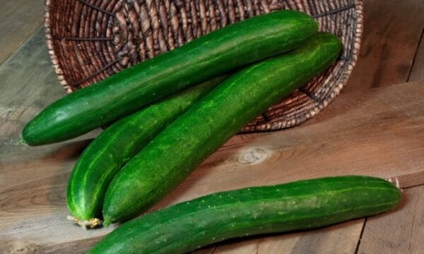 Burpless Tasty Green