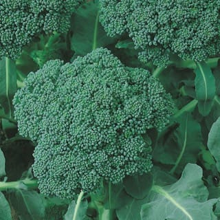 Calabrese Green Sprouting