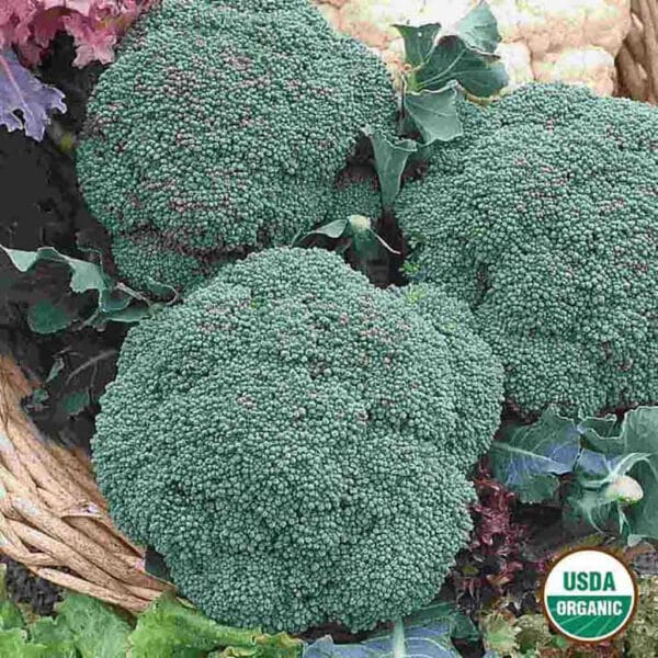 Calabrese Green Sprouting