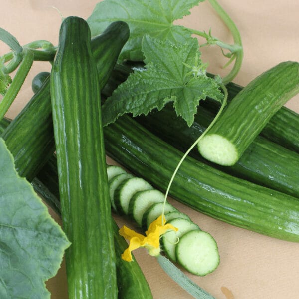 English Cucumber