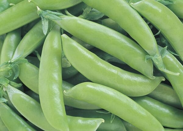 Super Sugar Snap - Image 2