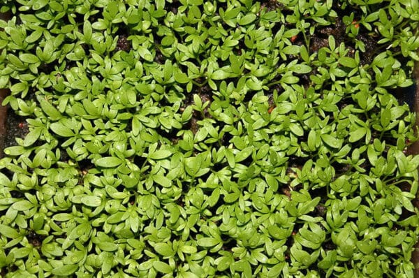 Upland Cress