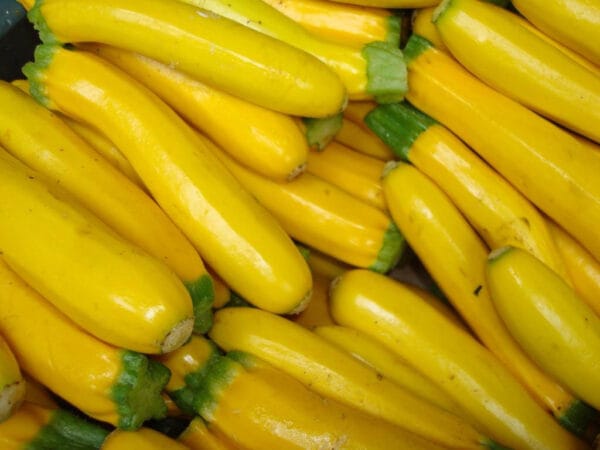 Zucchini Golden