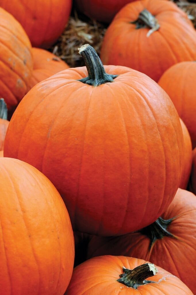 Jack-O-Lantern
