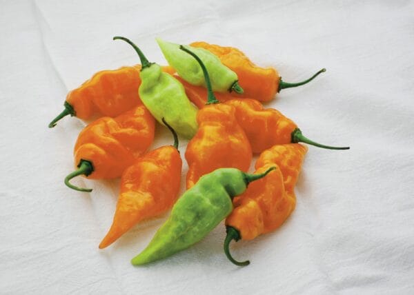 Habanada