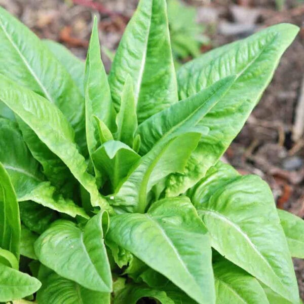 Deer Tongue Green